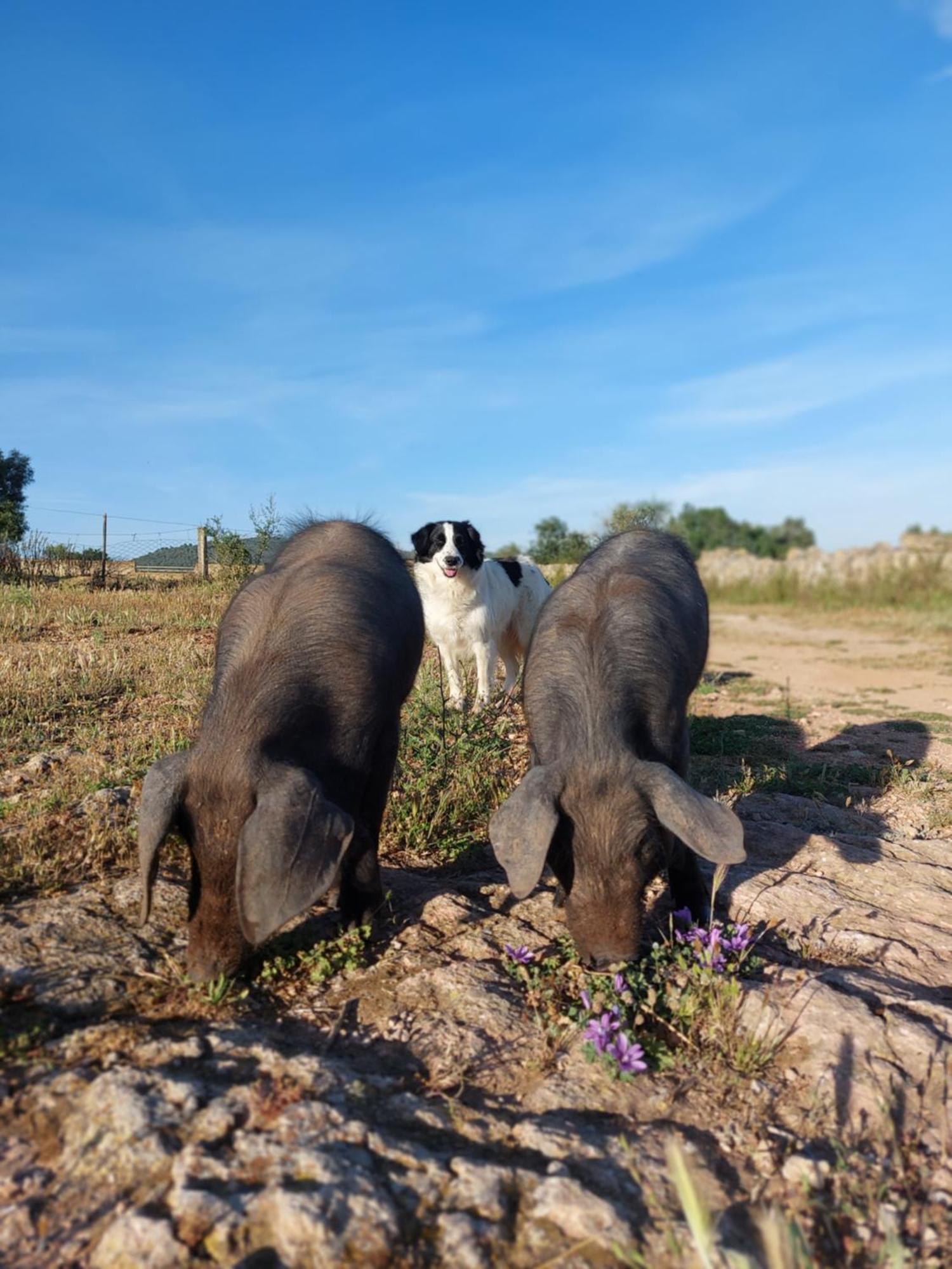 Finca Sa Cova Vella Manacor  Bagian luar foto