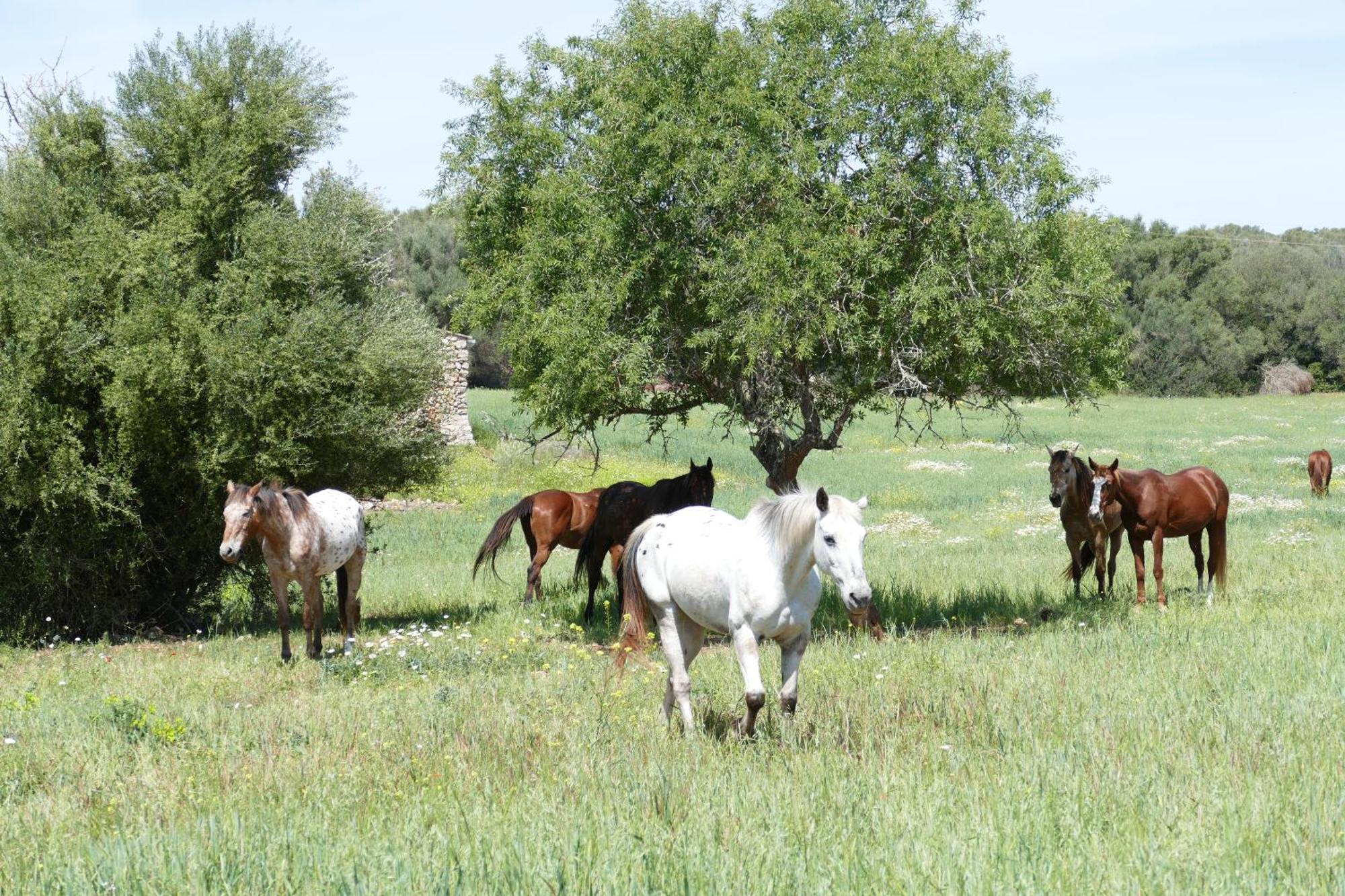 Finca Sa Cova Vella Manacor  Bagian luar foto