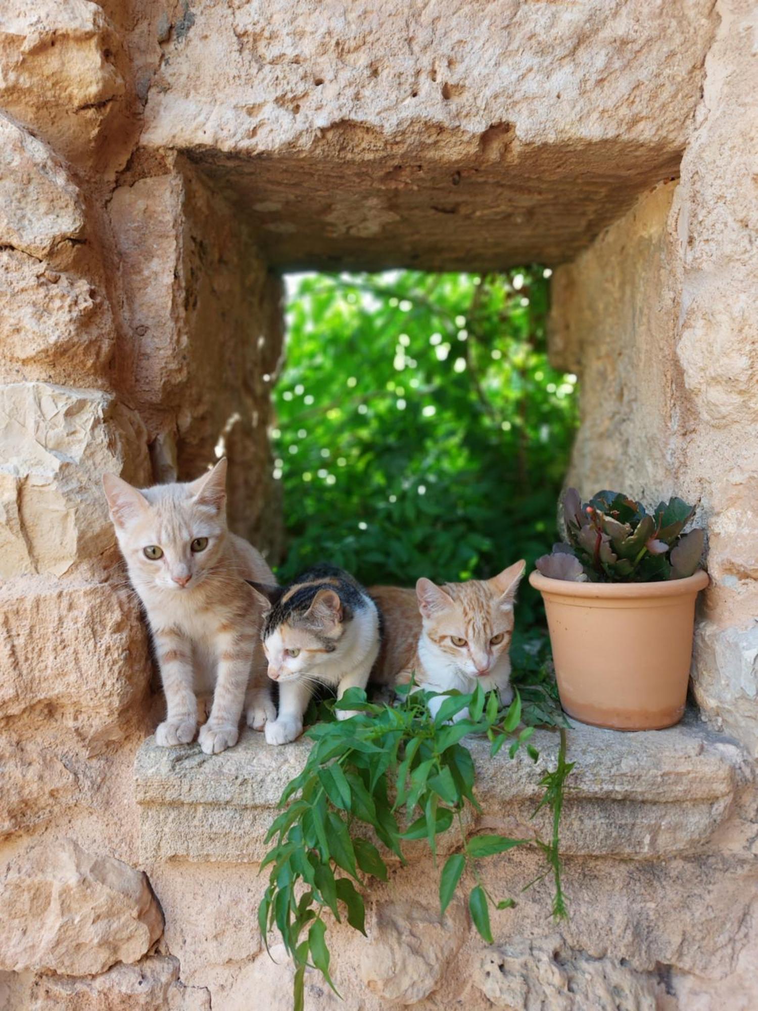 Finca Sa Cova Vella Manacor  Bagian luar foto