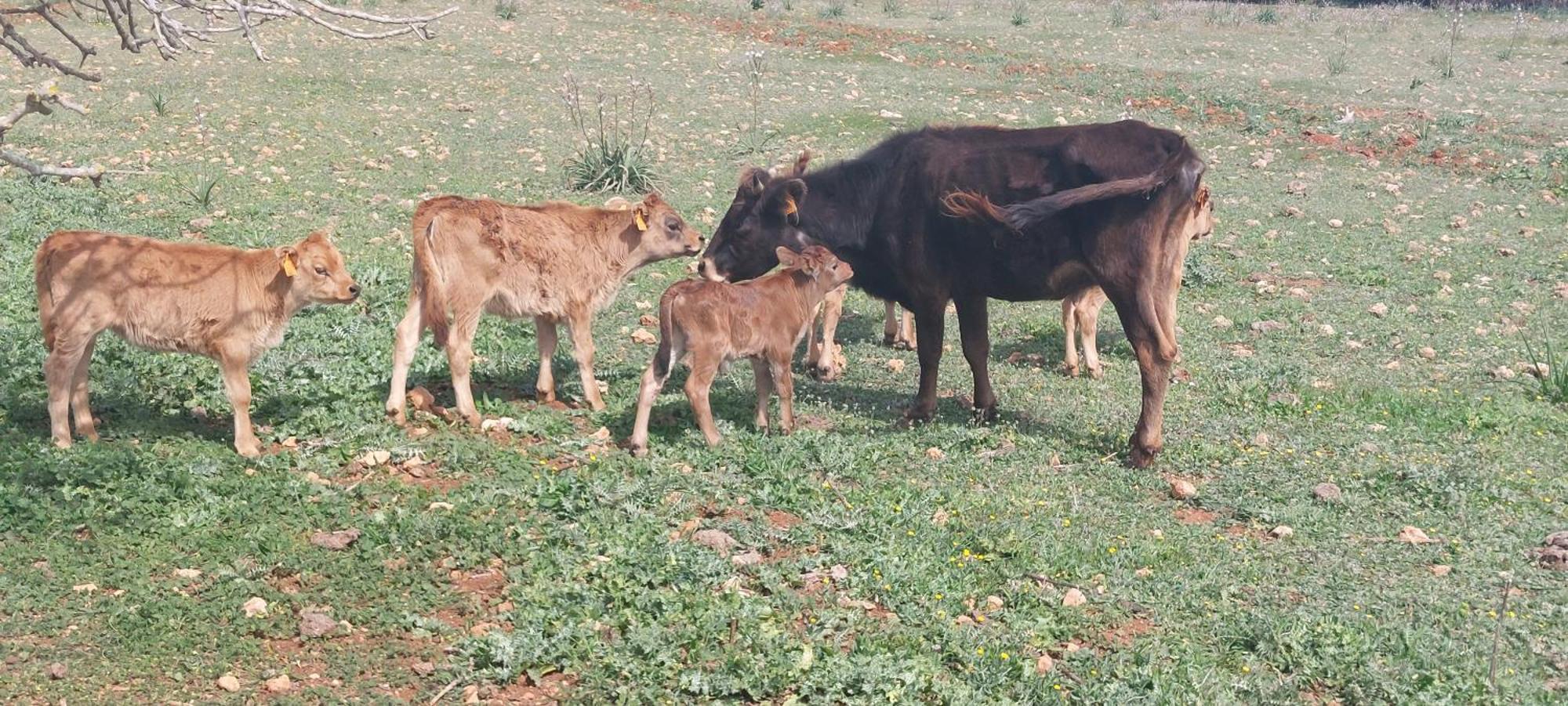Finca Sa Cova Vella Manacor  Bagian luar foto