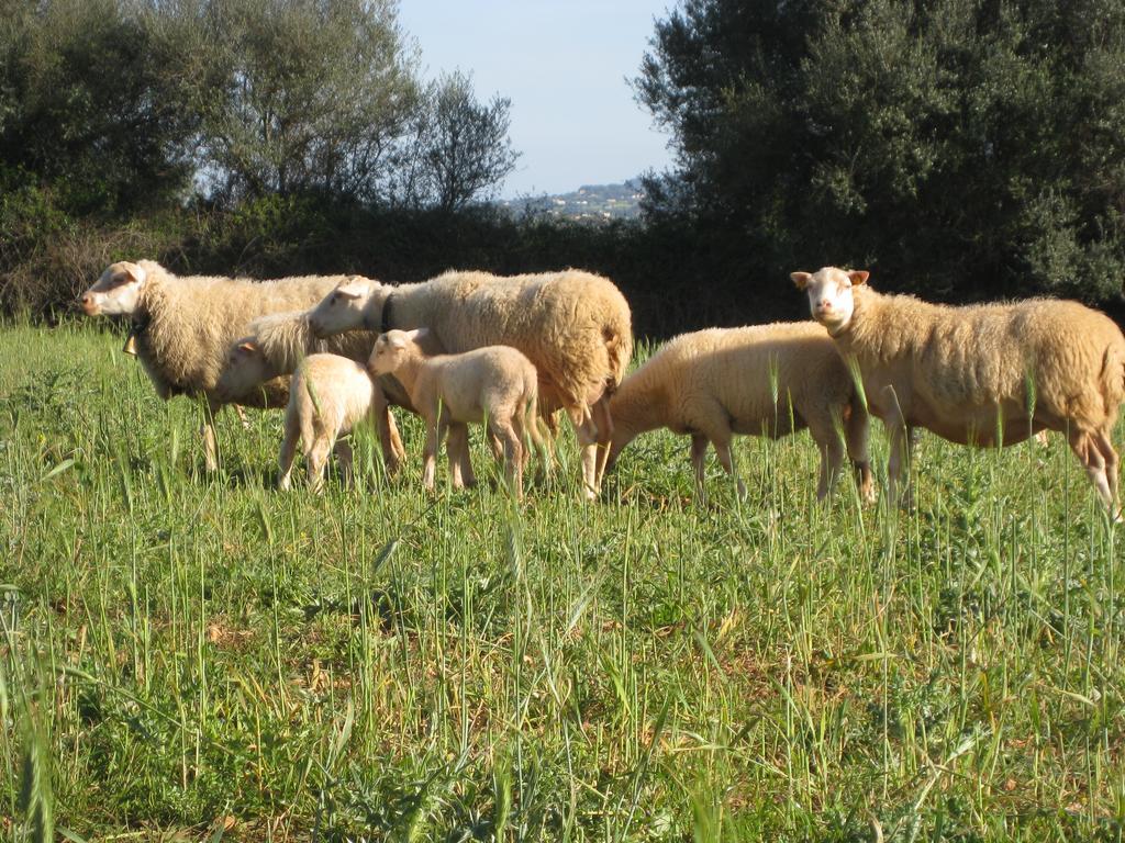 Finca Sa Cova Vella Manacor  Bagian luar foto